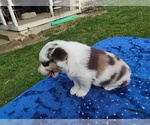Small #1 Miniature American Shepherd