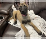 Small Photo #23 Belgian Malinois Puppy For Sale in REESEVILLE, WI, USA