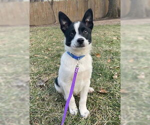 Australian Shepherd-Unknown Mix Dogs for adoption in Genesee, WI, USA