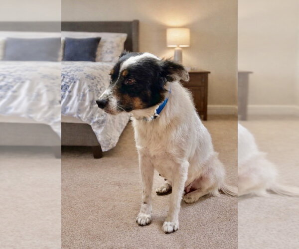 Medium Photo #3 Australian Shepherd-Unknown Mix Puppy For Sale in San Diego, CA, USA