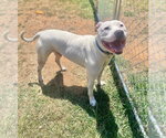 Small #2 Mutt