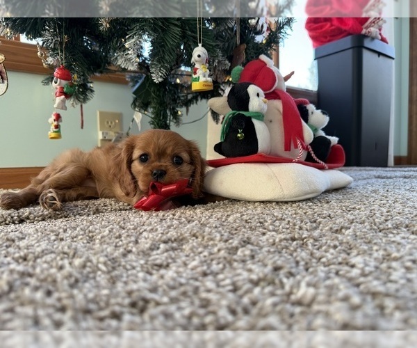 Medium Photo #12 Cavalier King Charles Spaniel Puppy For Sale in KANSAS CITY, MO, USA