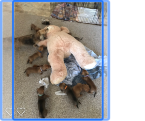 Dachshund Puppy for sale in YUMA, AZ, USA