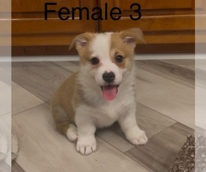 Pembroke Welsh Corgi Puppy for sale in GUTHRIE, KY, USA