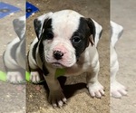 Puppy 4 American Bulldog