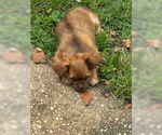 Small #2 ShiChi