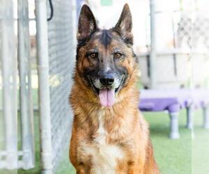 German Shepherd Dog Dogs for adoption in Camarillo, CA, USA