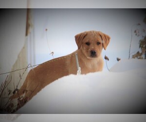 Labrador Retriever Puppy for sale in HYDE PARK, VT, USA