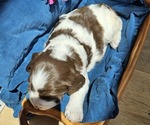 Small #17 English Springer Spaniel