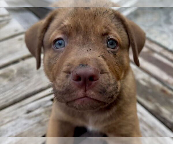 Medium Photo #2 Mutt Puppy For Sale in Minneapolis, MN, USA