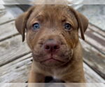 Small #1 Mutt