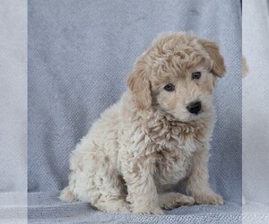 Aussiedoodle-Poodle (Miniature) Mix Puppy for sale in FREDERICKSBG, OH, USA