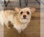 Small #21 Border Terrier Mix