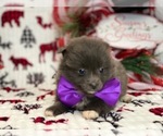 Small Photo #2 Pomeranian Puppy For Sale in LANCASTER, PA, USA