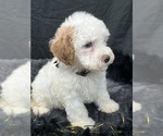 Small Photo #17 Cavapoo Puppy For Sale in BULLARD, TX, USA