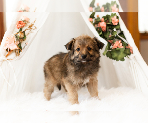 Miniature Australian Shepherd-Pomeranian Mix Puppy for sale in WARSAW, IN, USA