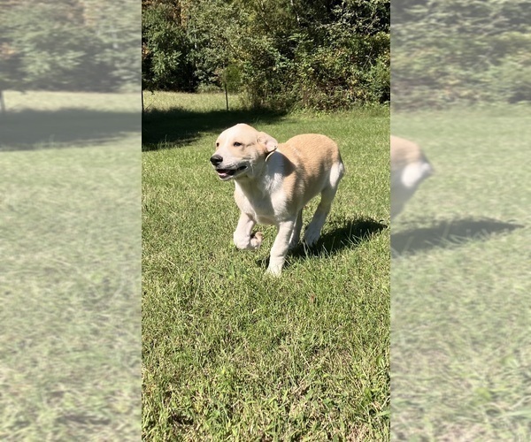 Medium Photo #3 Anatolian Pyrenees Puppy For Sale in MECHANICSVILLE, MD, USA
