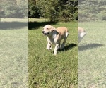 Chase - Male Anatolian Pyrenees Puppy for Sale - Photo #3