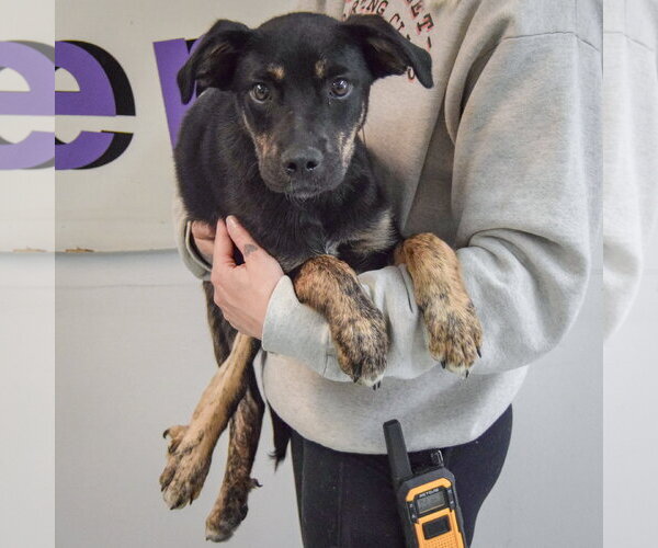 Medium Photo #8 German Shepherd Dog-Unknown Mix Puppy For Sale in Huntley, IL, USA