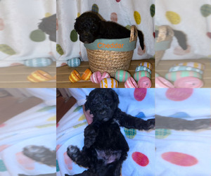 Goldendoodle-Sheepadoodle Mix Puppy for sale in SAN ANTONIO, TX, USA