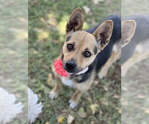 Medium Basenji Mix