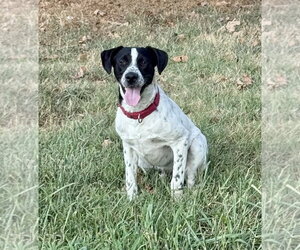 Junior Dot *LOCAL* - Male Lab-Pointer Dog for Adoption - Photo #3