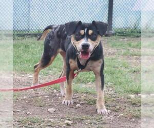 Mutt Dogs for adoption in San Antonio, TX, USA