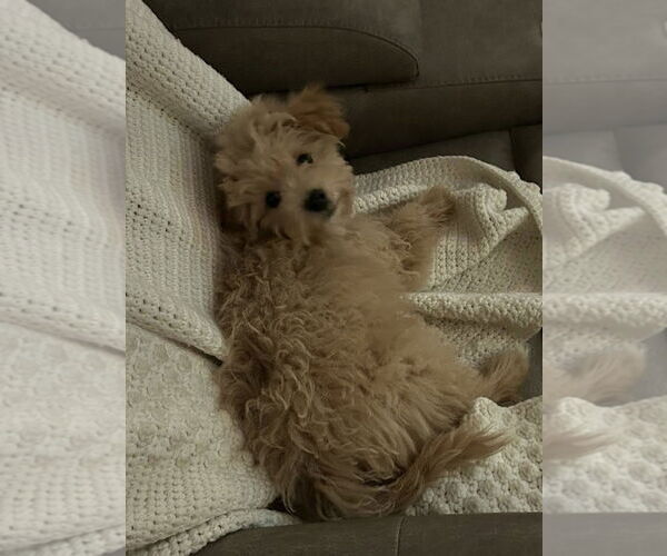 Medium Photo #4 Pom-A-Poo Puppy For Sale in Rochester, NY, USA