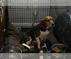 Mother of the Beagle puppies born on 02/09/2019