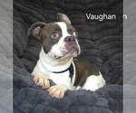 Small #1 Boston Terrier
