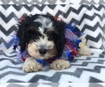 Small Photo #3 Cavapoo Puppy For Sale in EAST EARL, PA, USA