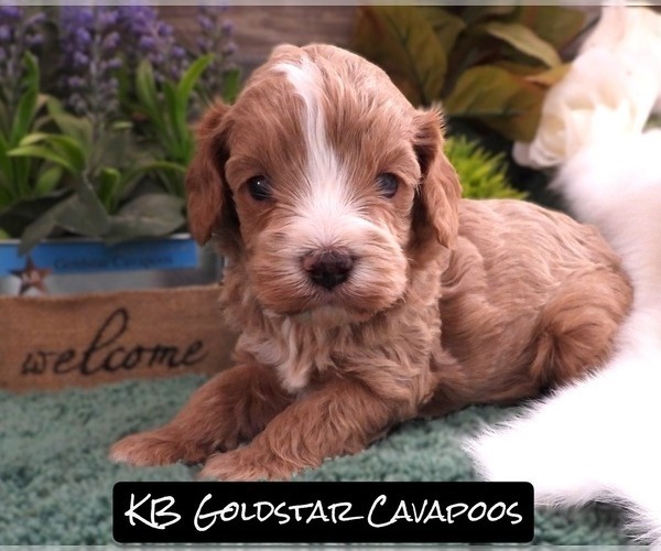 Medium Photo #1 Cavapoo (Miniature) Puppy For Sale in CARLISLE, KY, USA