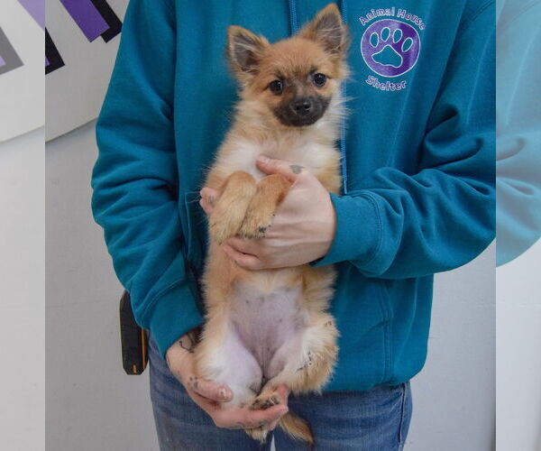 Medium Photo #3 Pomeranian-Unknown Mix Puppy For Sale in Huntley, IL, USA