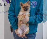 Small #2 Pomeranian Mix