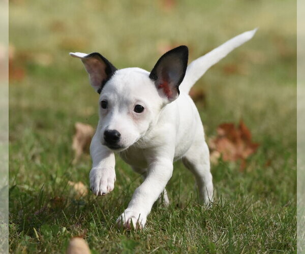 Medium Photo #10 Jackshund Puppy For Sale in Mechanicsburg, PA, USA