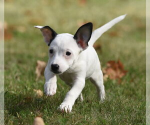 Iriel - Female Jackshund Dog for Adoption - Photo #10