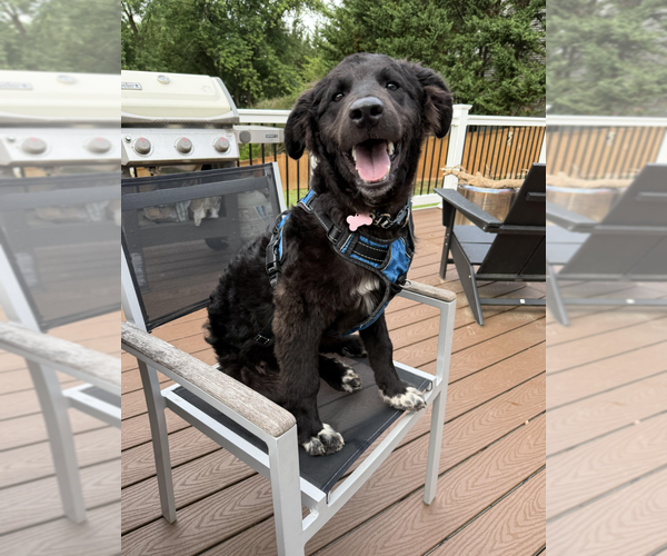 Medium Photo #2 Mutt Puppy For Sale in Rockville, MD, USA