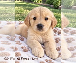 Golden Retriever Puppy for sale in SUGAR LAND, TX, USA