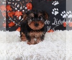 Small #2 Yorkshire Terrier