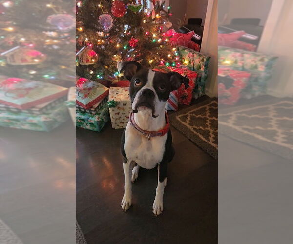 Medium Photo #1 Boxer Puppy For Sale in GREENUP, IL, USA