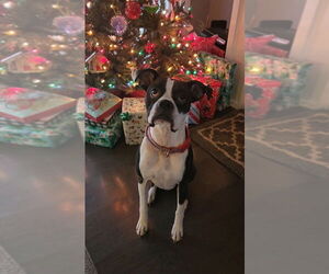Father of the Boxer puppies born on 07/14/2025
