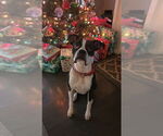 Small Photo #1 Boxer Puppy For Sale in GREENUP, IL, USA