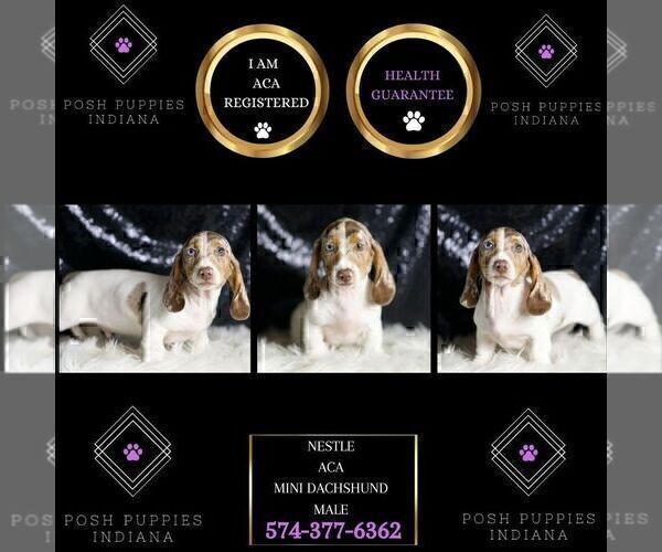 Medium Photo #50 Dachshund Puppy For Sale in WARSAW, IN, USA