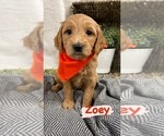 Puppy 9 Goldendoodle