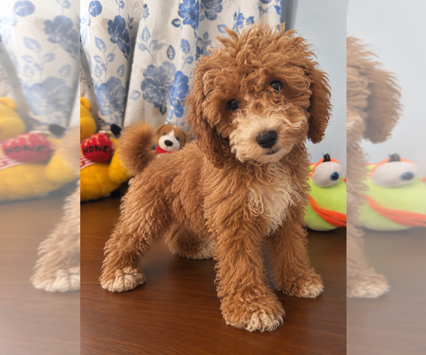 Medium Photo #33 Havapoo Puppy For Sale in DURHAM, CT, USA