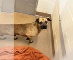 Small Photo #2 Eurasier-Pug Mix Puppy For Sale in Front Royal, VA, USA