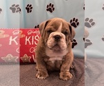 Small Photo #7 Bulldog Puppy For Sale in BOWLING GREEN, KY, USA