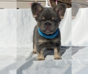 French Bulldog Litter for sale in SAN ANTONIO, TX, USA