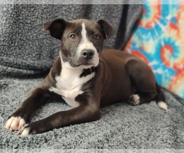 Medium Photo #2 Mutt Puppy For Sale in Talladega, AL, USA