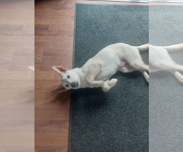 Medium Photo #4 German Shepherd Dog Puppy For Sale in Coldwater, MI, USA